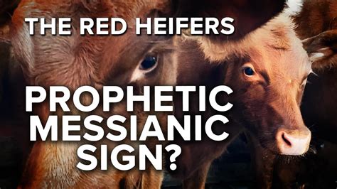 red heifer passover cbn